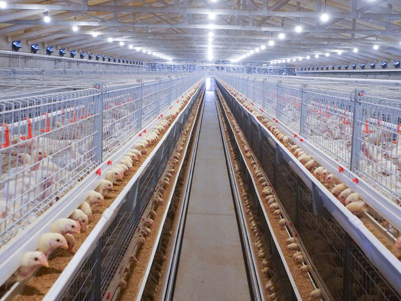 自动化蛋鸡养殖设备常见问题及解决办法