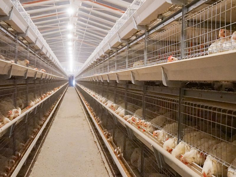 蛋鸡养殖设备分析产蛋量下降原因